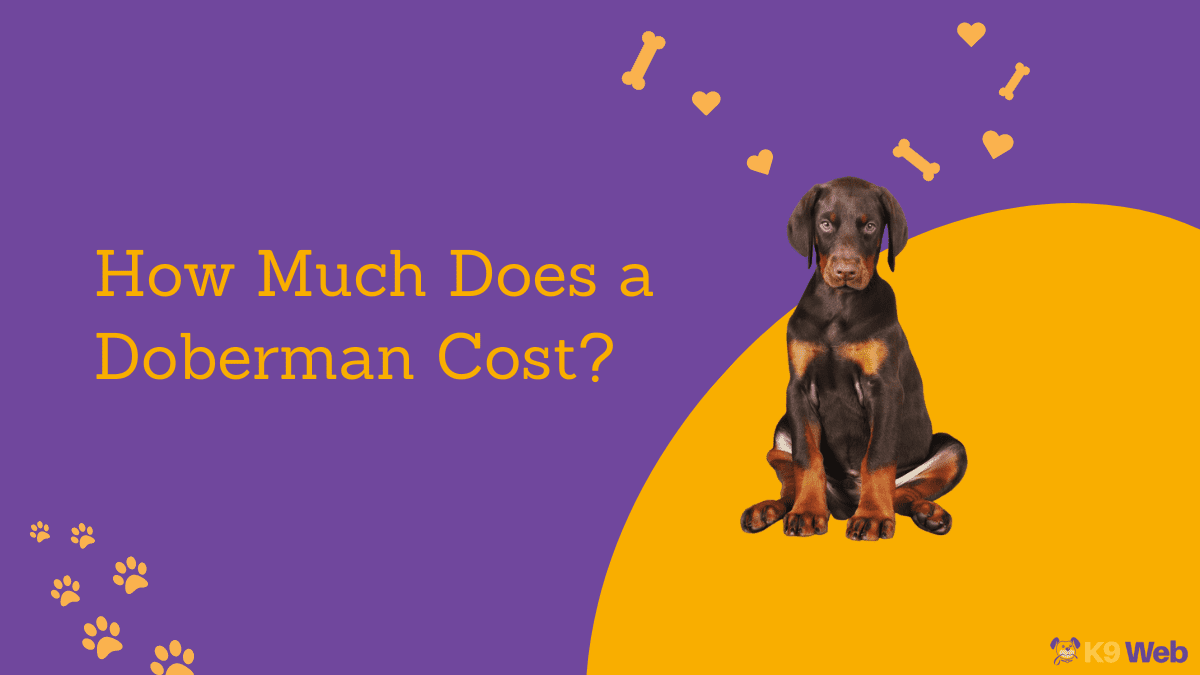 Doberman Price Guide