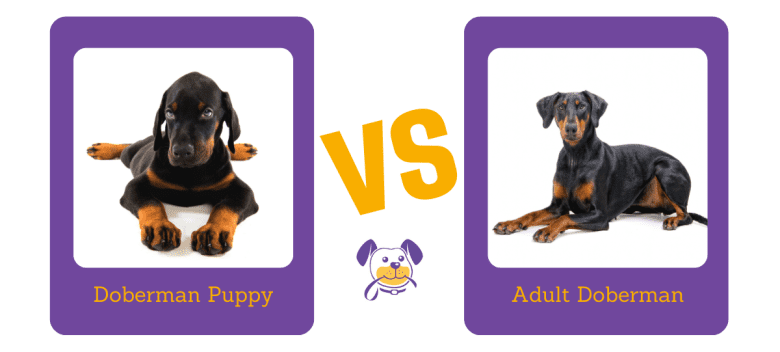 Doberman Puppy vs Adult Doberman Comparison