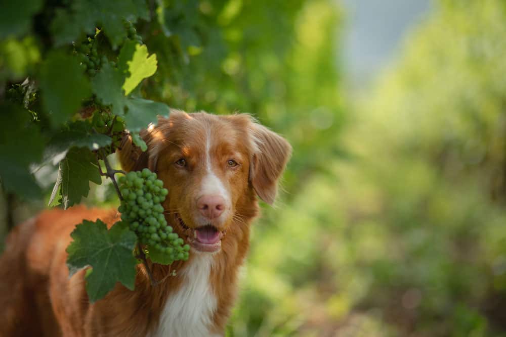 A dog in grape vines
