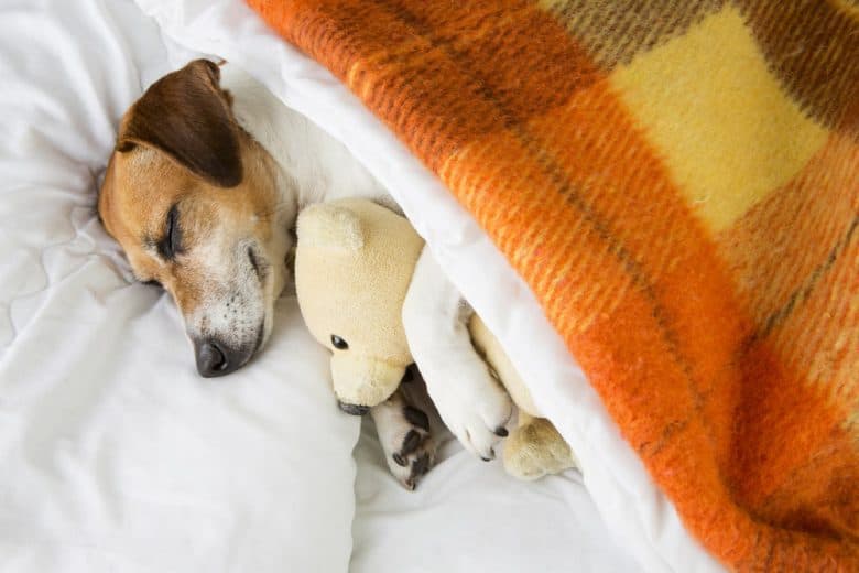 A dog sleeping while embracing a teddy bear