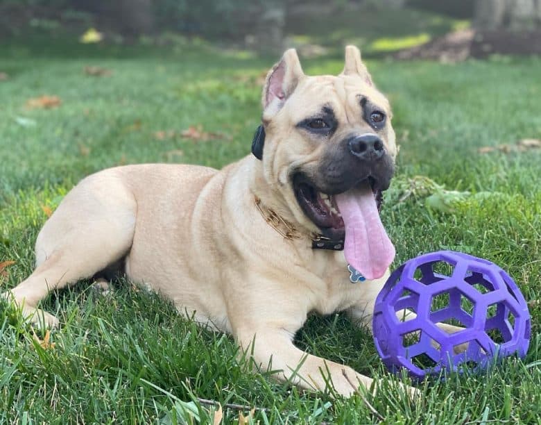 A fawn Cane Corso with a toy