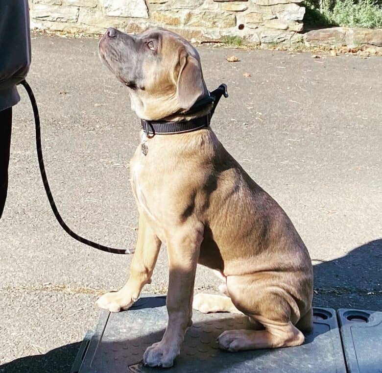 A formentino or blue fawn Cane Corso
