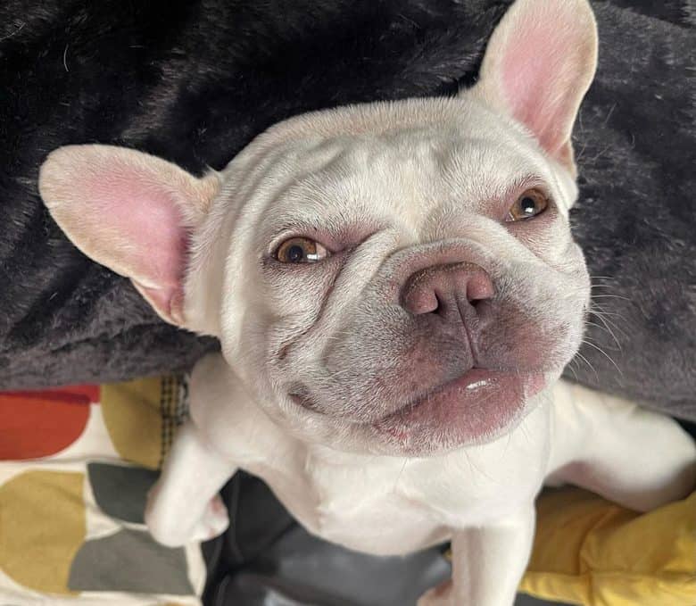 Funny French Bulldog lying up side down