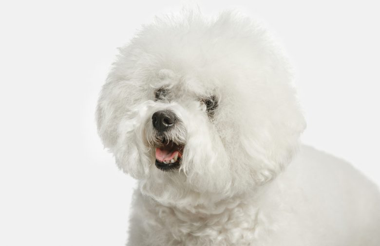 A furry Bichon Frise dog