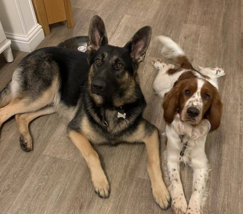 A German Shepherd and a Welsh Springer Spaniel