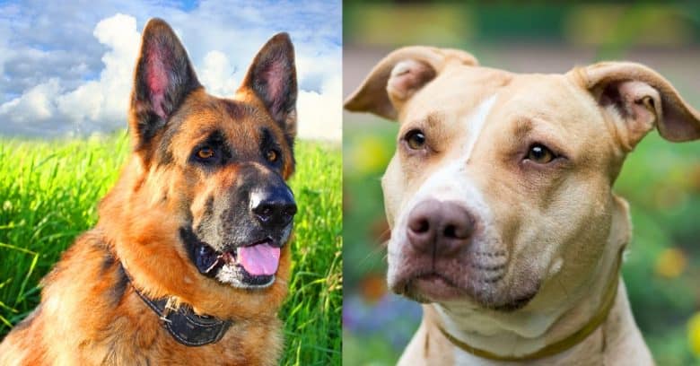 Close-up images of the German Shepherd and American Pitbull Terrier