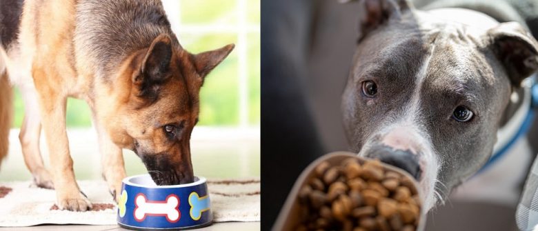 German Shepherd and American Pitbull Terrier eating