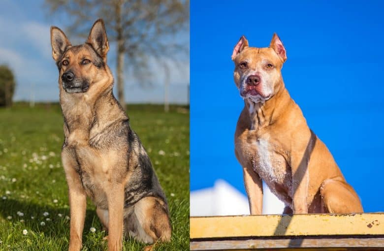 A German Shepherd and an American Pitbull Terrier sitting