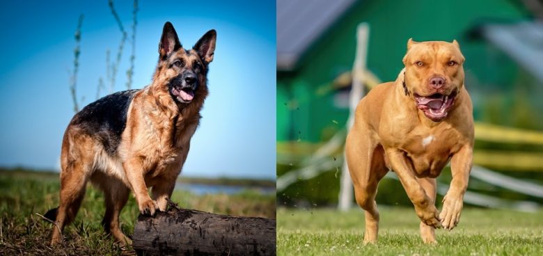 The German Shepherd and American Pitbull Terrier training