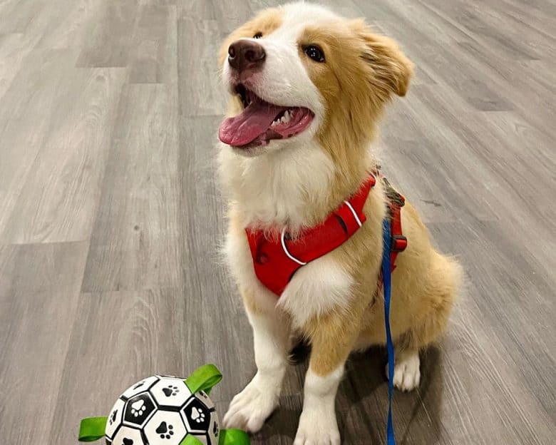 Adorable gold Border Collie dog