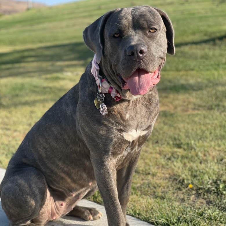 A gray brindle Cane Corso sitting outdoors
