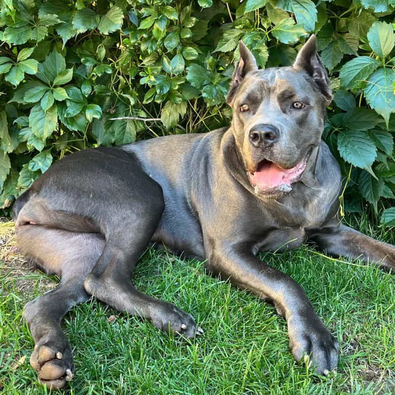 A gray Cane Corso lying down in a garden