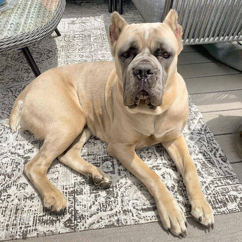 A Cane Corso with a gray mask