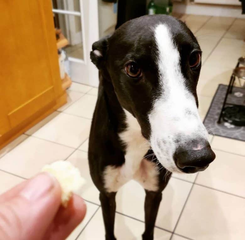 A Greyhound receiving cheese as a treat
