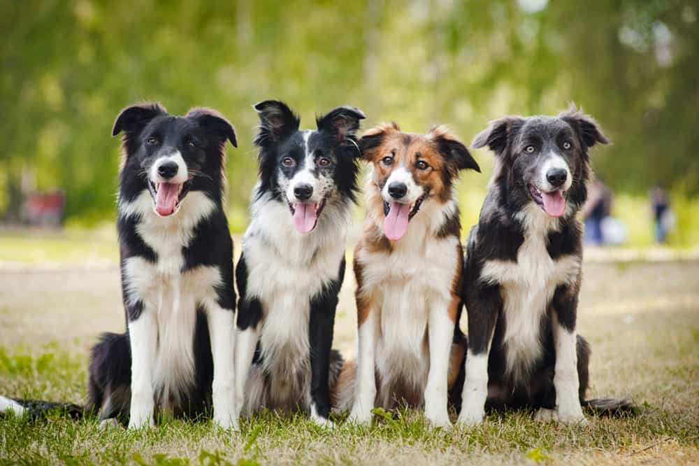 Group of Border Collies sitting on the grass