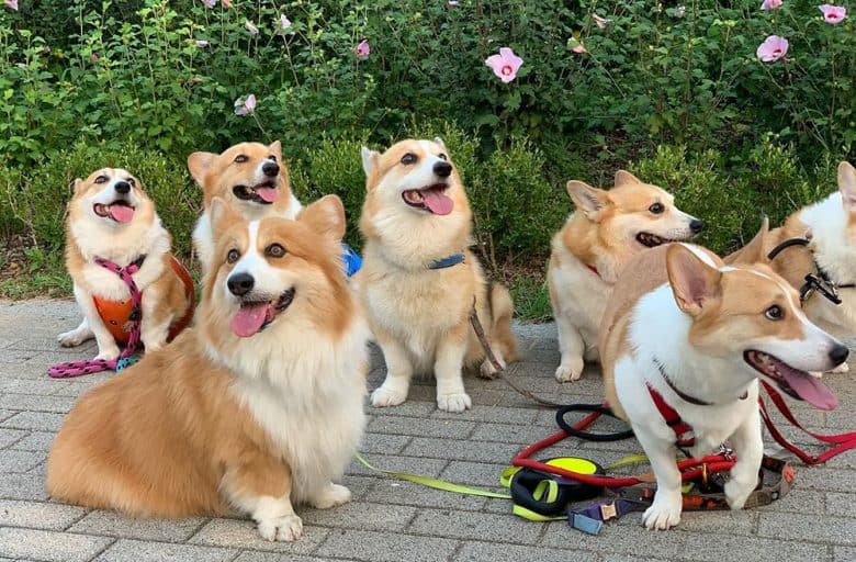 Price How Much Does a Puppy Cost? K9 