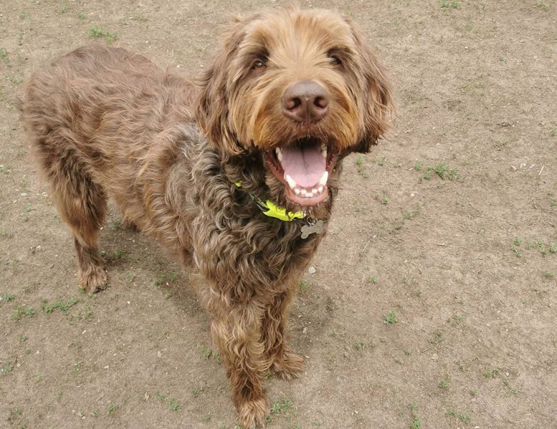 A happy brown color Labradoodle dog