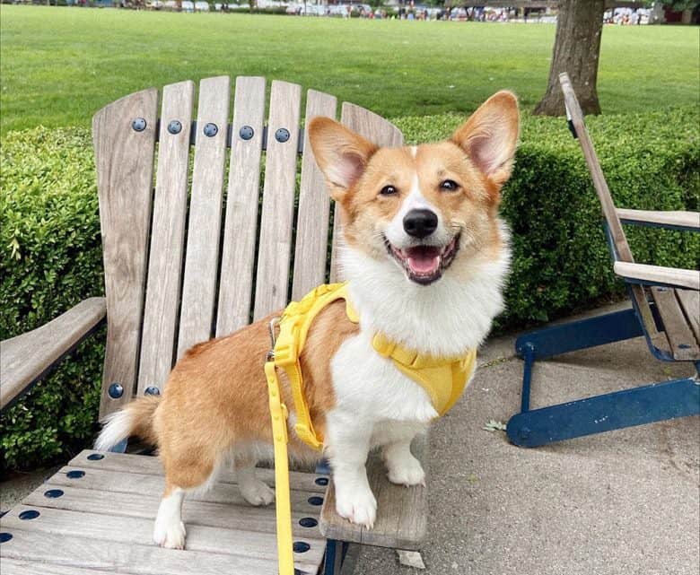 Happy Corgi dog on the patio chair