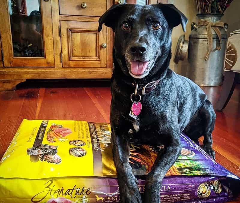 A happy dog with the big pack of Zignature dog food