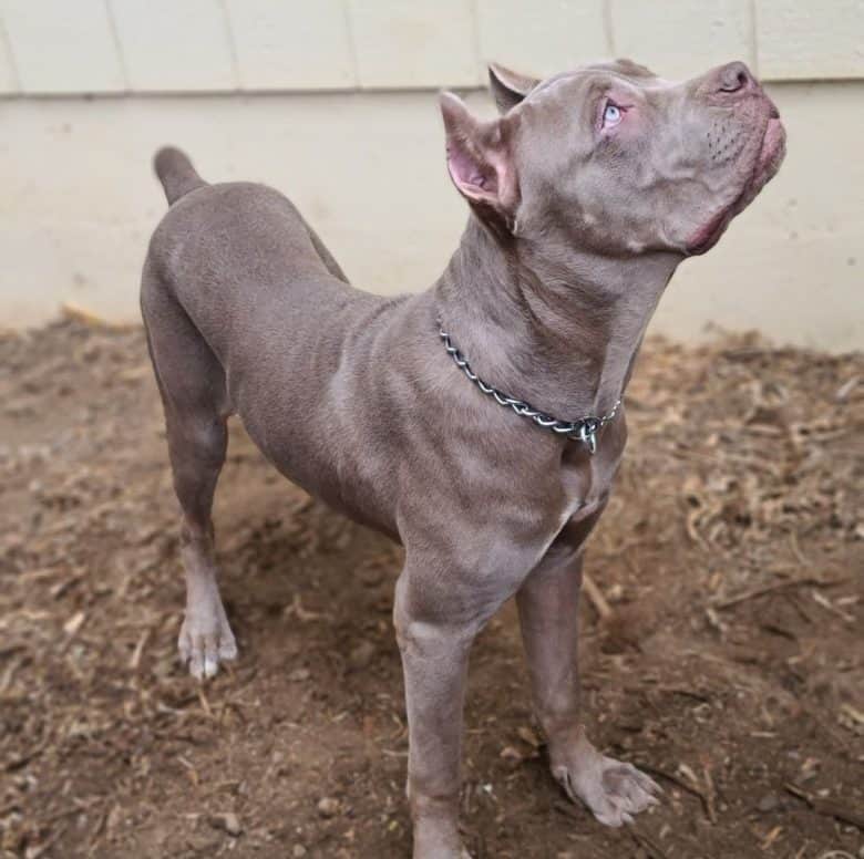An isabella or tawny Cane Corso