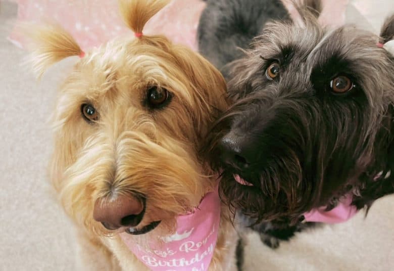 Labradoodle sisters meet together