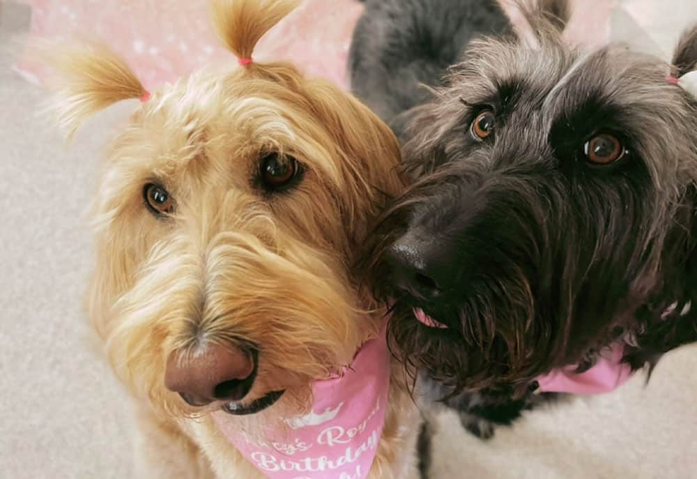 Labradoodle sisters meet together