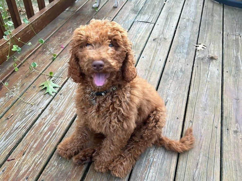 A Labradoodle sitting on the wooden floor
