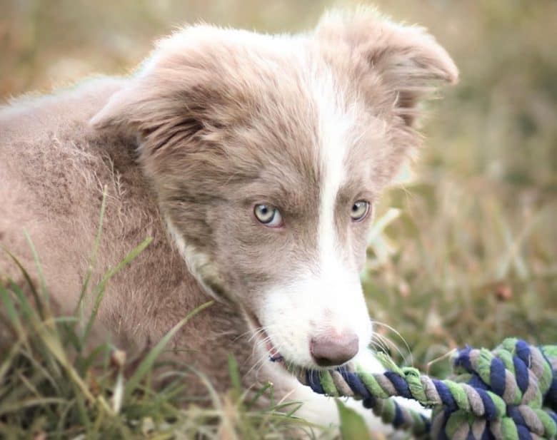 Rare lilac Border Collie dog
