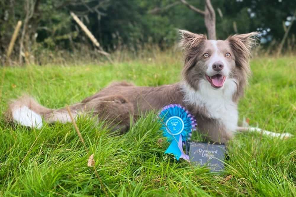 A lilac Border Collie dog showcasing awards