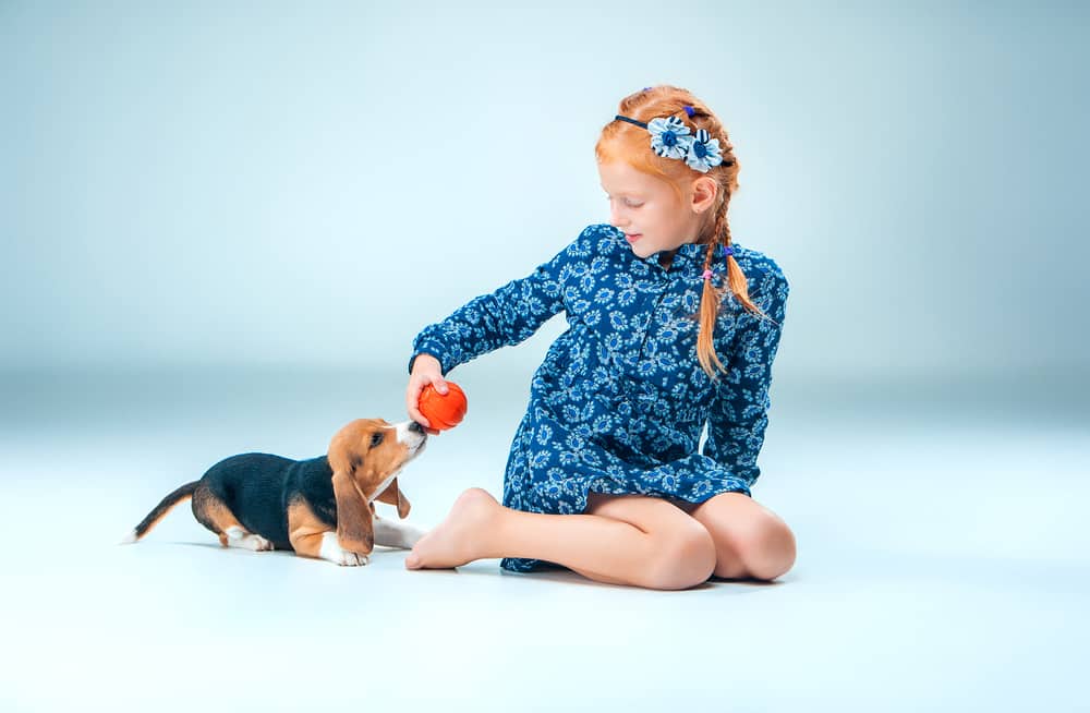 A happy girl and a Beagle puppy playing together