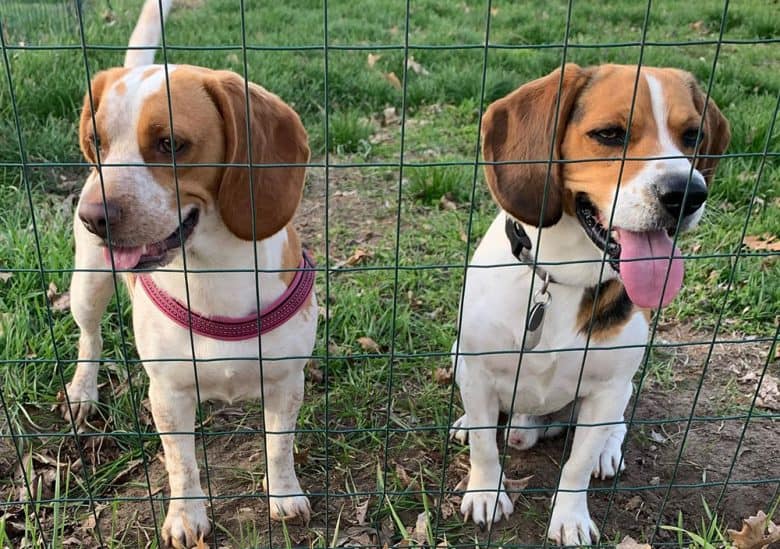 Male and female Beagle dogs near the fence
