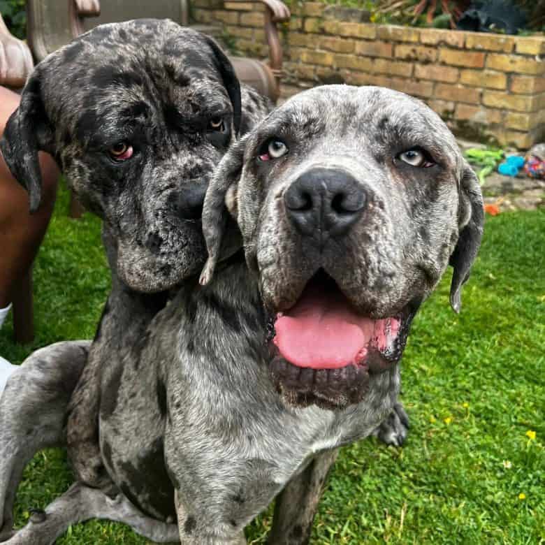 Two merle Cane Corso dogs