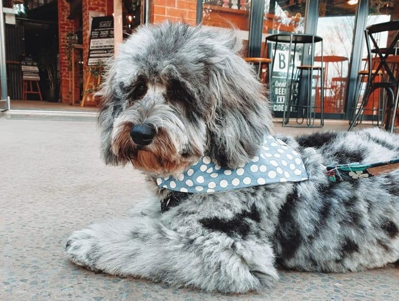 A merle Labradoodle dog