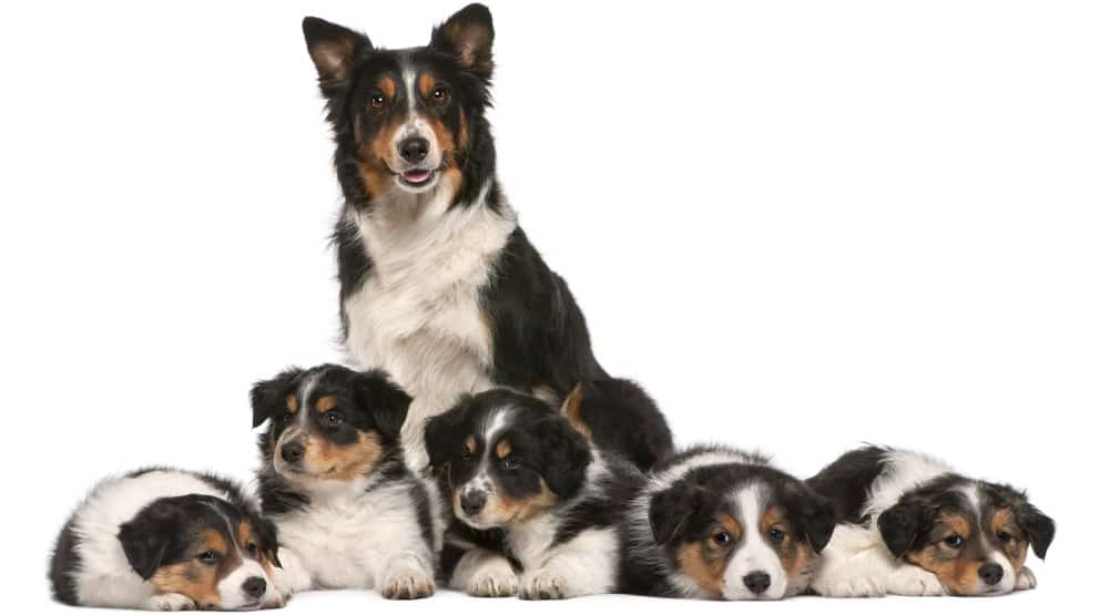 A mother Border Collie and her puppies