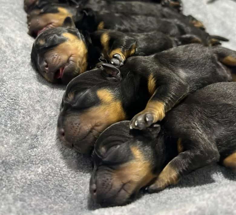 Newborn Doberman Pincher puppies