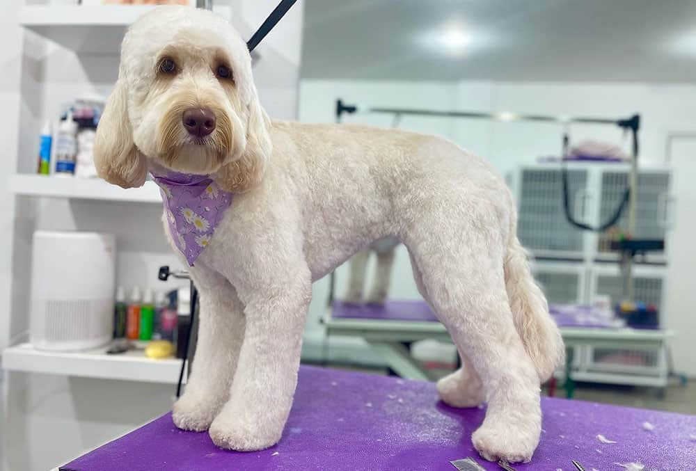 A newly groomed Labradoodle dog