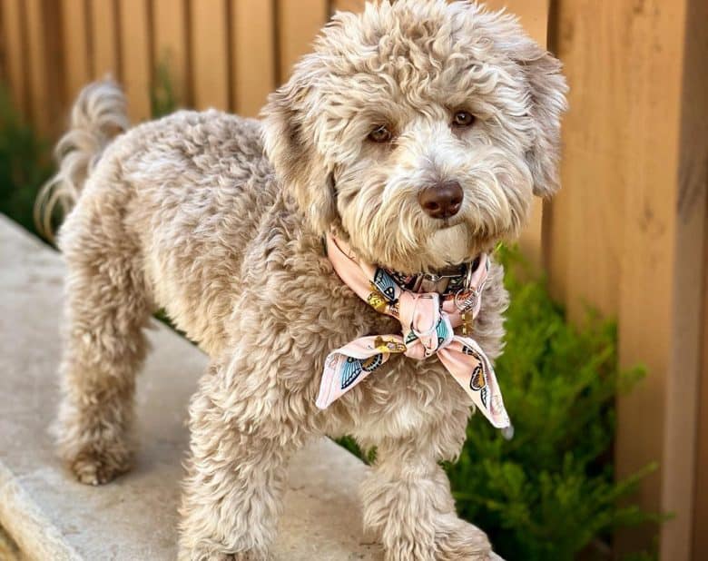 Adorable parchment Labradoodle dog