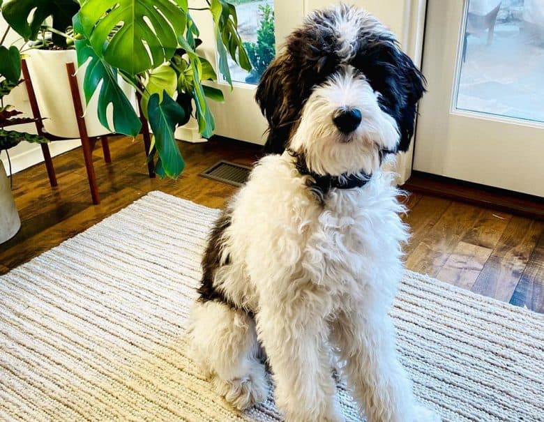 A parti-color Labradoodle dog