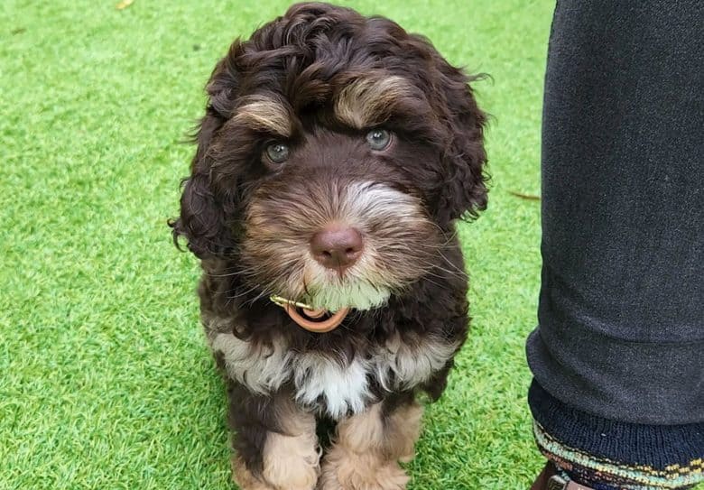 A phantom colored Labradoodle dog