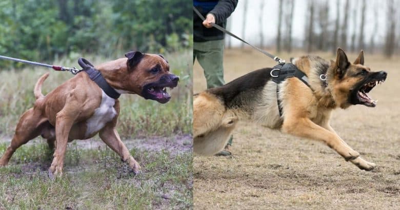 The American Pitbull Terrier and German Shepherd barking