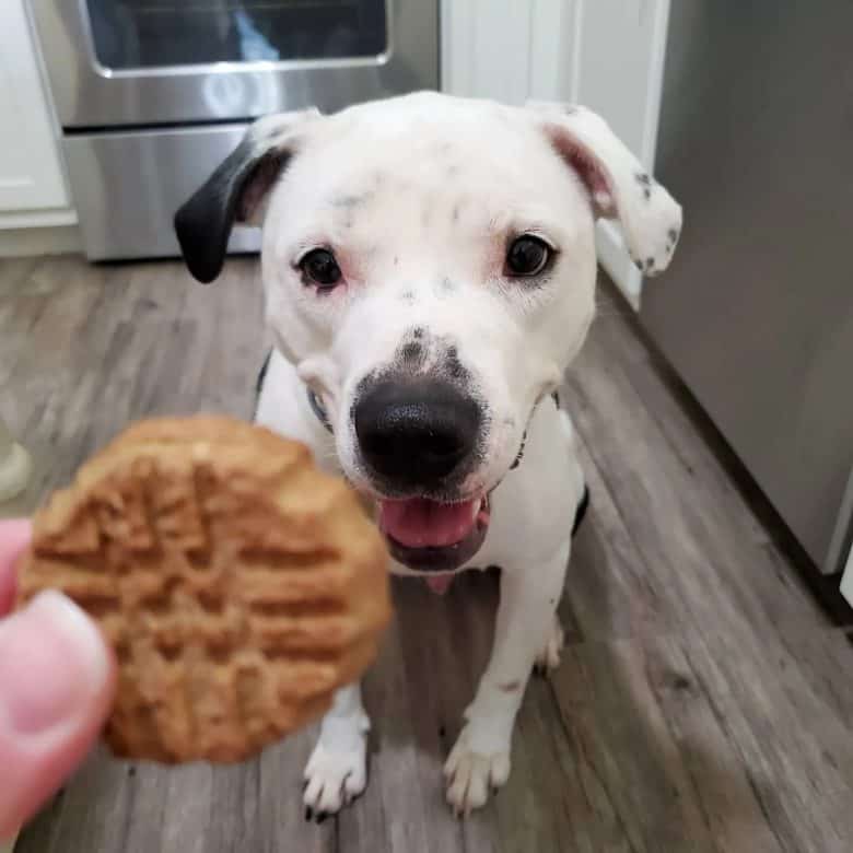 A Pitbull mix with a peanut butter treat