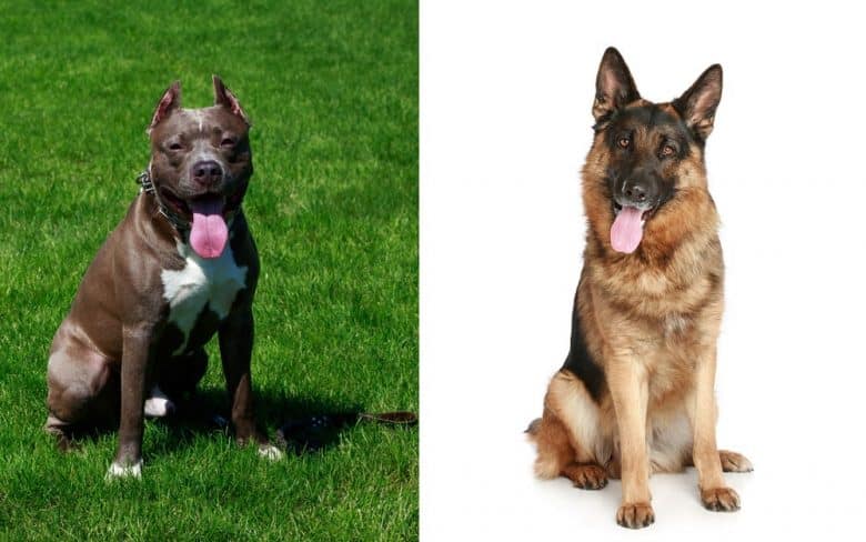 The American Pitbull Terrier and German Shepherd sticking their tongues out