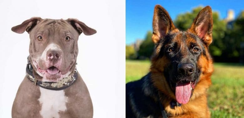 American Pitbull Terrier and German Shepherd smiling