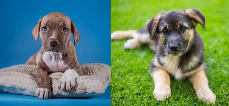 American Pitbull Terrier and German Shepherd puppies