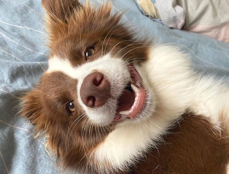 A red Border Collie dog