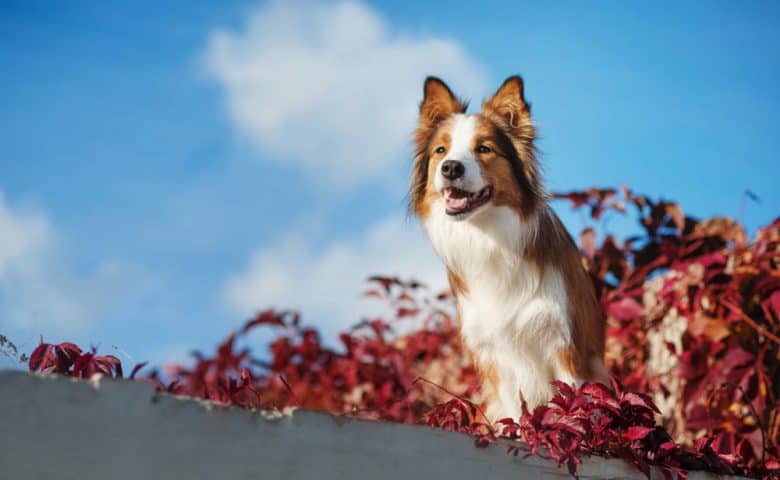 Red Border Collie dog sitting in the red leaves plant