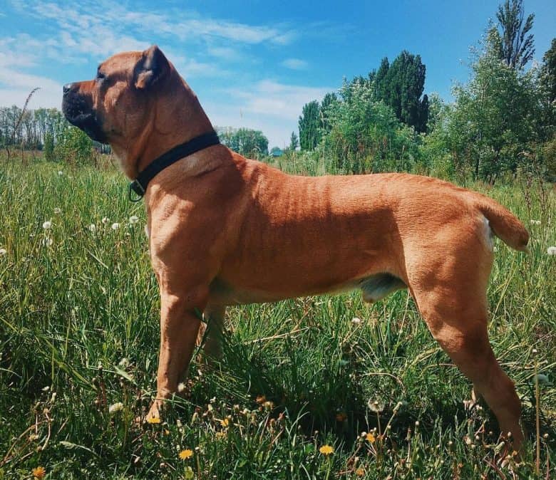 A red Cane Corso standing sideways
