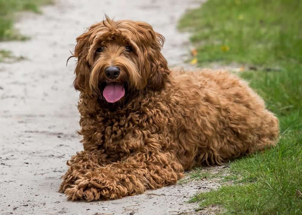 Red Labradoodle dog laying on the ground