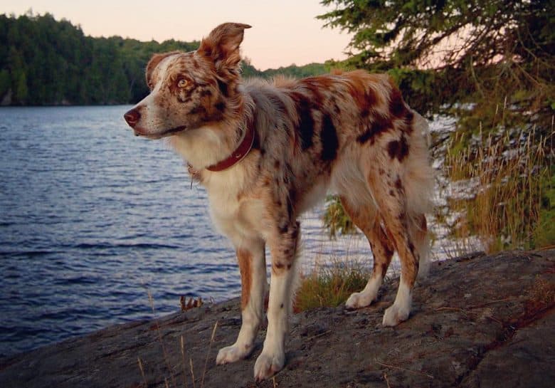 Red merle Border Collie dog standing