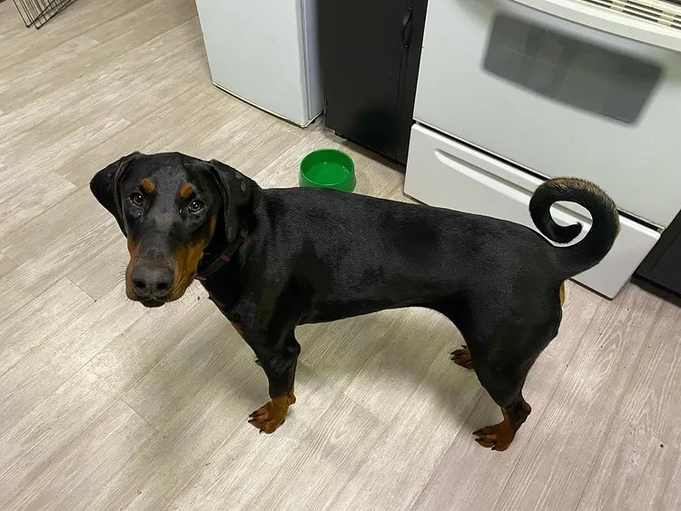 A rescued Doberman Pinscher